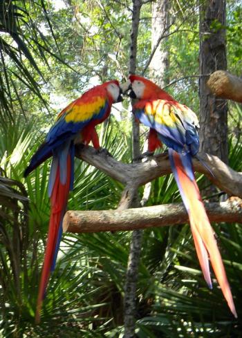 Brevard Zoo Music